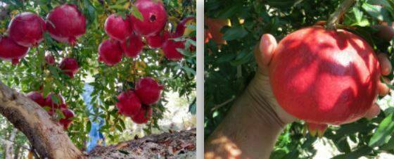 Caliplant-Kingdom-3|Caliplant-Kingdom-33